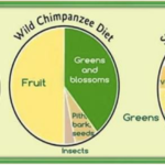 Wild Chimpanzee Diet